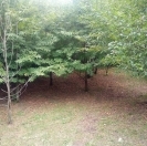 Satılır 18 sot torpaq Qəbələ