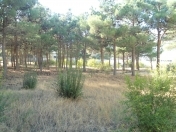 Satılır 50 sot torpaq Qara Qarayev m.