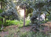 Satılır 6 sot torpaq Samux