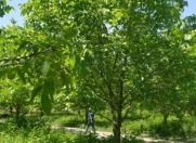 Satılır 1800 sot torpaq Qusar