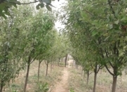 Satılır 2 otaqlı 3100 m2 bağ evi Şamaxı