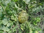 Satılır 200 sot torpaq Maştağa