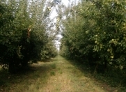 Satılır 125 sot torpaq Quba