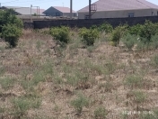 Satılır 6 sot torpaq Qala