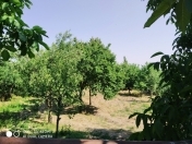 Satılır 15 sot torpaq Şamaxı