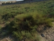 Satılır 100 sot torpaq Şüvəlan