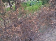 Satılır 8 sot torpaq Ceyranbatan