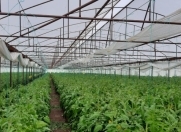 İcarəyə verilir 82 sot torpaq Şəmkir