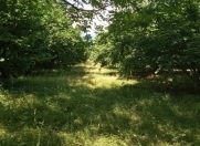 Satılır 2.4 sot torpaq Qəbələ