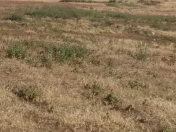 Satılır 6 sot torpaq Dübəndi bağları