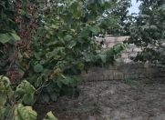 Satılır 8 sot torpaq Xaçmaz