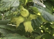 Satılır 120 sot torpaq Qəbələ