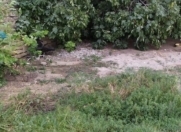 Satılır 10 sot torpaq Sumqayıt