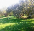 Satılır 350 sot torpaq Qəbələ