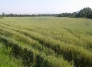 Satılır 1400 sot torpaq Qəbələ