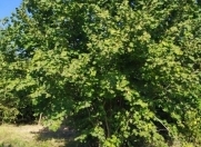 Satılır 60 sot torpaq Oğuz