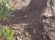 Satılır 10 sot torpaq Xudat