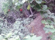 Satılır 17 sot torpaq Xırdalan