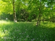 Satılır 10 sot torpaq Qəbələ