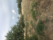 Satılır 40 sot torpaq Binə