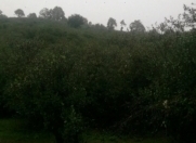 Satılır 40 sot torpaq Astara