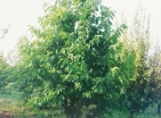 Satılır 30 sot torpaq Xaçmaz