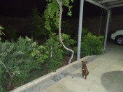 İcarəyə verilir 5 otaqlı 200 m2 bağ evi Hövsan