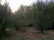 Satılır 23 sot torpaq Qəbələ