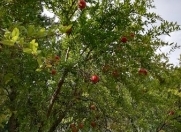 Satılır 30 sot torpaq Sabirabad