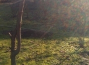 Satılır 6 sot torpaq Lənkəran