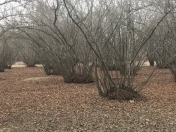 Satılır 55 sot torpaq Oğuz