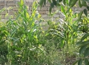 Satılır 10.2 sot torpaq Mehdiabad