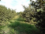 Satılır 22 sot torpaq Xaçmaz