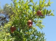 Satılır 19 sot torpaq Türkan