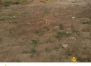 Satılır 6 sot torpaq Hövsan