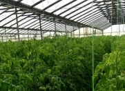 Satılır 30000 sot torpaq Salyan