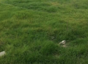 Satılır 600 sot torpaq Şabran