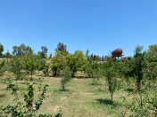 Satılır 34 sot torpaq Şüvəlan