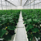 Satılır 9 otaqlı 800 m2 obyekt Zirə