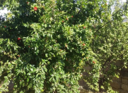 Satılır 2 otaqlı 40.5 m2 həyət evi Y.Suraxanı