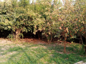 İcarəyə verilir 3 otaqlı 180 m2 həyət evi Sabirabad