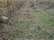 Satılır 5 sot torpaq Şabran