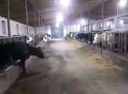 Satılır 50 sot torpaq Fatmayı