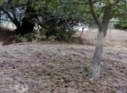 Satılır 75 sot torpaq Şamaxı