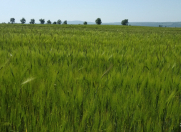 Satılır 250 sot torpaq Qəbələ