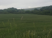 Satılır 400 sot torpaq Şamaxı