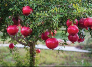 Satılır 10 sot torpaq Kürdəmir