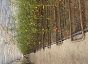 Satılır 6 otaqlı 7000 m2 obyekt Buzovna