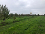 Satılır 6.65 sot torpaq Xaçmaz