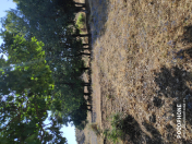 Satılır 11 sot torpaq Şamaxı